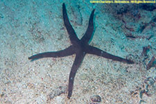 sea star